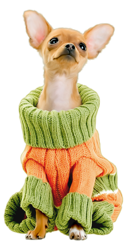 puppy in clothes